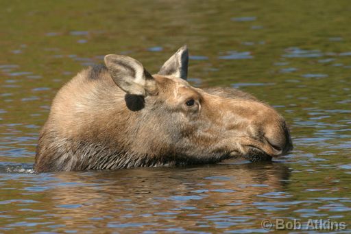 CRW_0213 (1).JPG   -   Moose Cow, Sandy Stream Pond, Baxter State Park, Maine